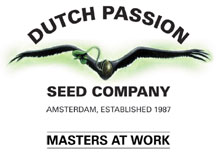 semena konoplje Orange Bud